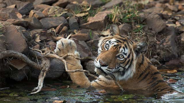 Machhali, the legend of Ranthambhore will live on...