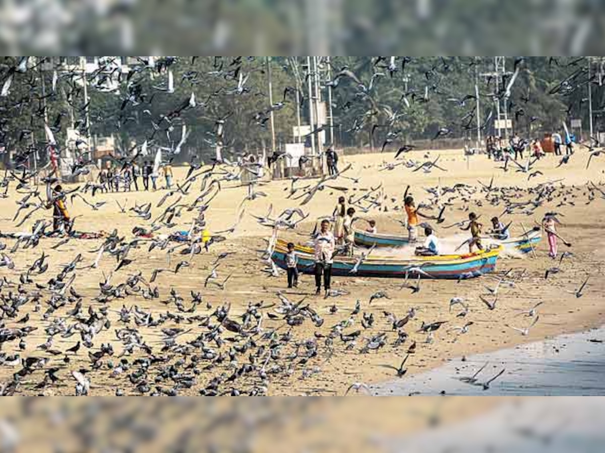 Sand scarcity hits Mumbai's first artificial beach project