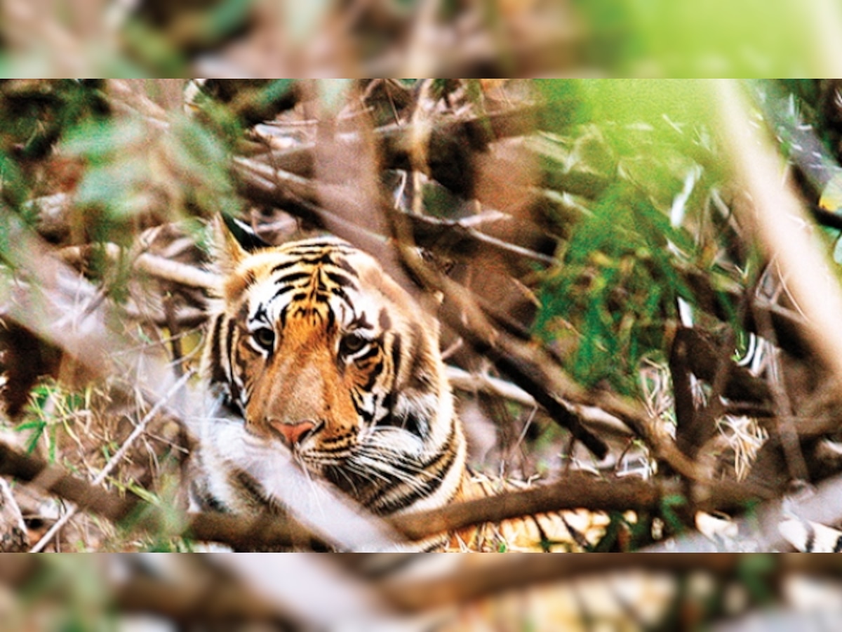 Forest department wants private mines in Kolhapur shut to facilitate tiger movement