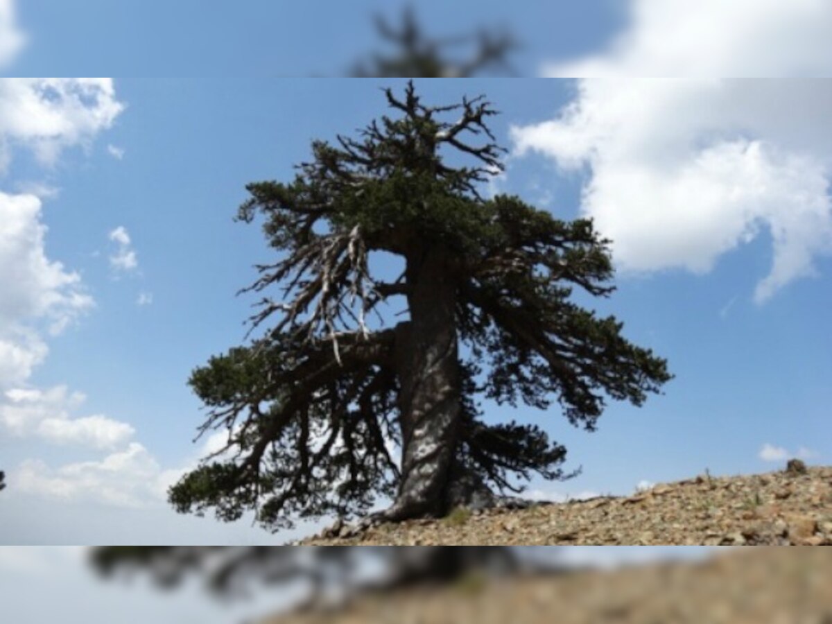 1,075-years-old tree discovered in Greece