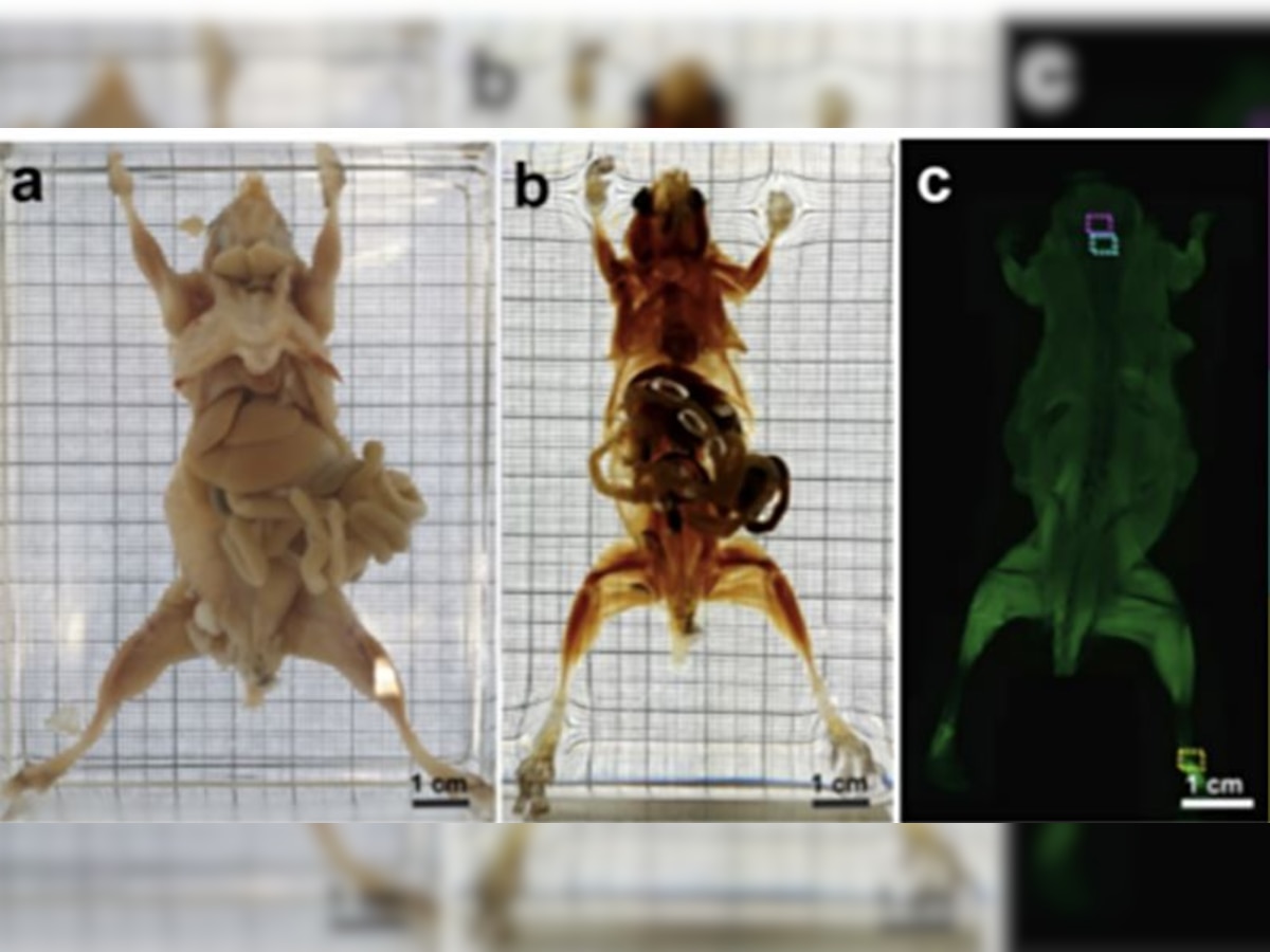 Could a study on transparent mice help map the human brain?