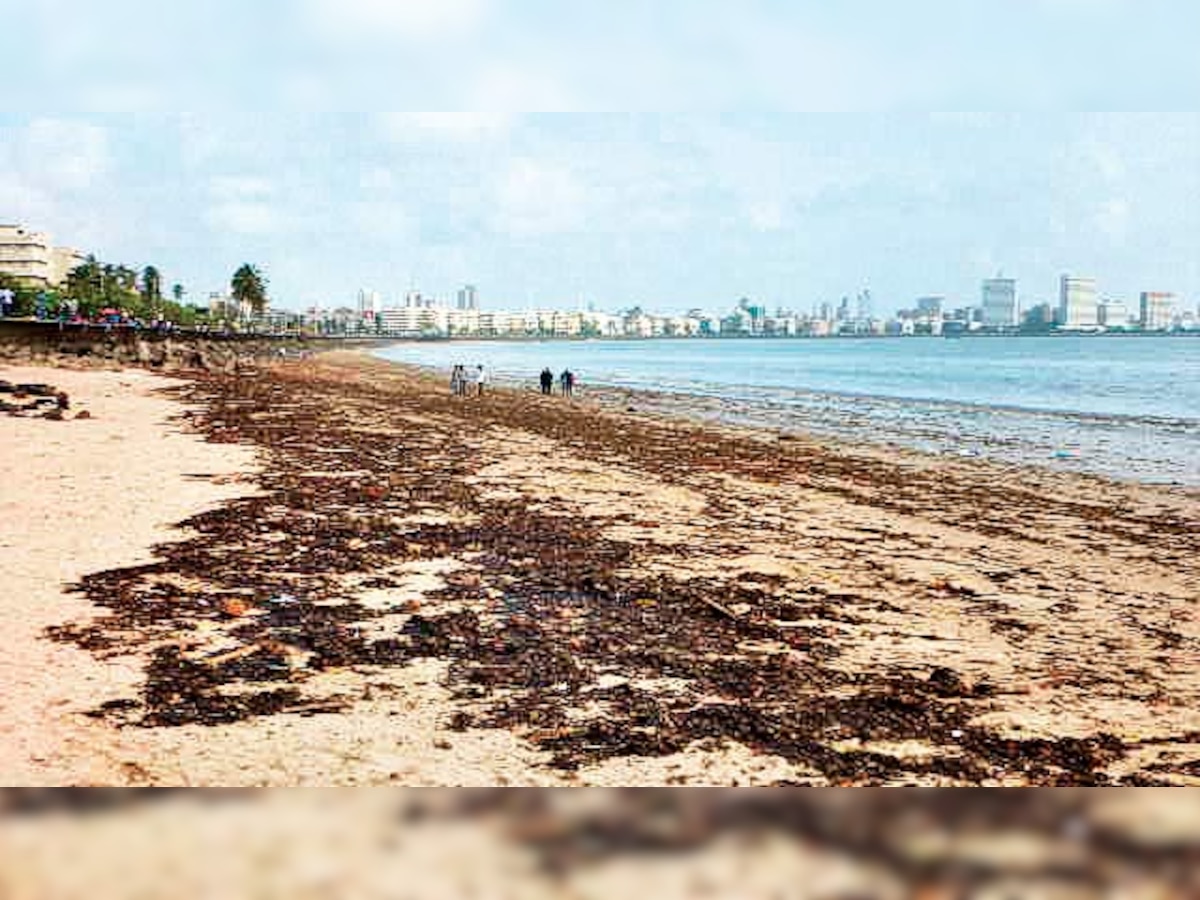 Why the sand at Mumbai's famous Girgaum chowpatty is turning black