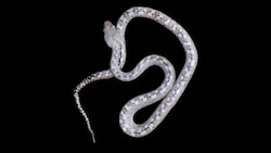 Scientists discover 'Ghost snake' species in Madagascar