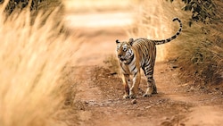 Naming tigers could have its own advantages, but idolising could be bane: Wildlife conservationists