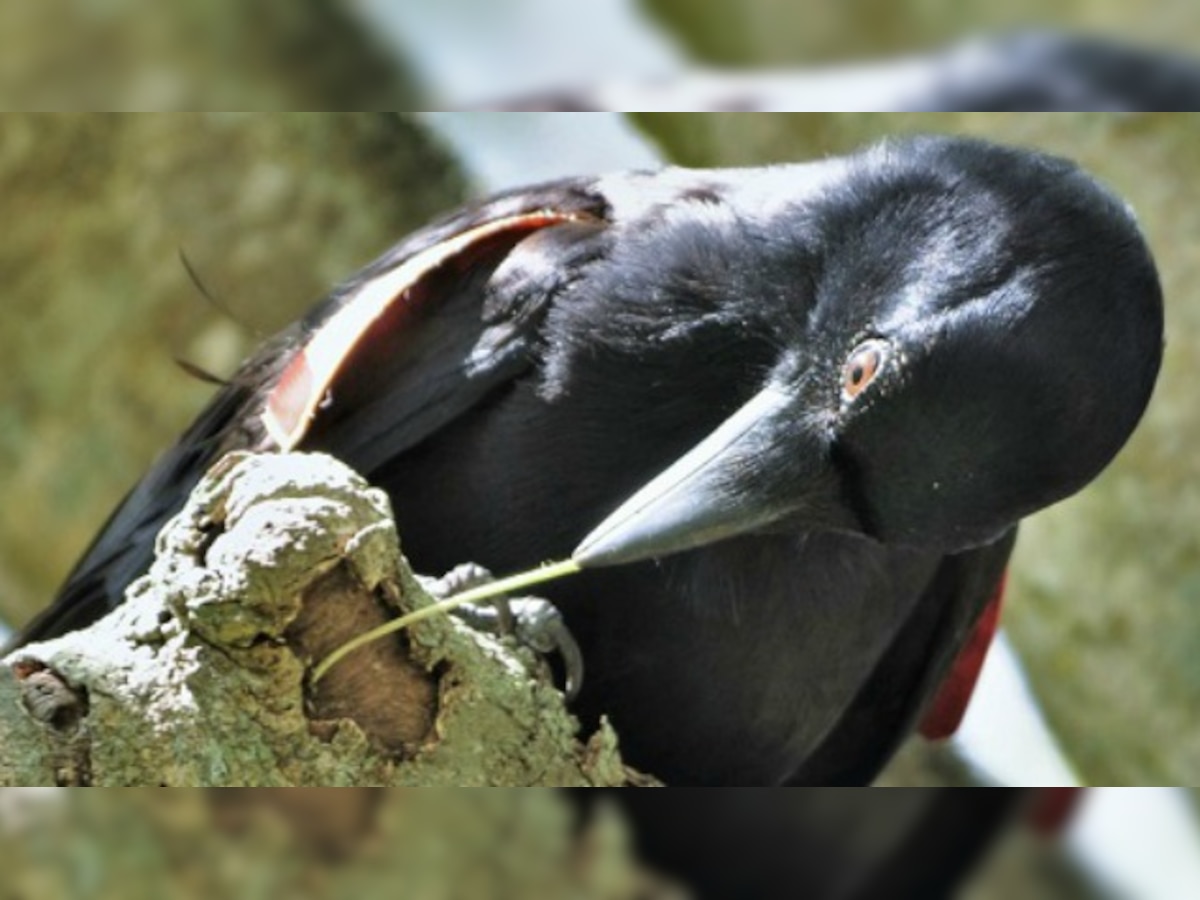 Endangered Hawaiian crow shows a knack for tool use