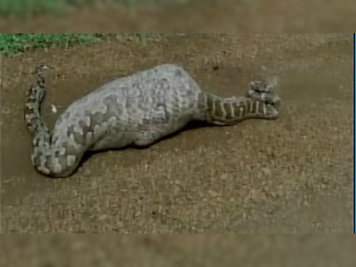 20-feet long python swallows blue bull in Gujarat