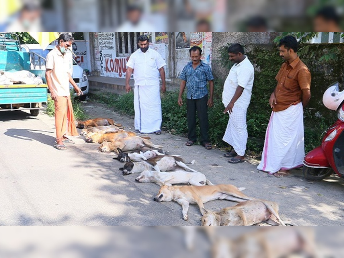 Kottayam: Street dogs killed, tied to a pole and paraded by Kerala ...