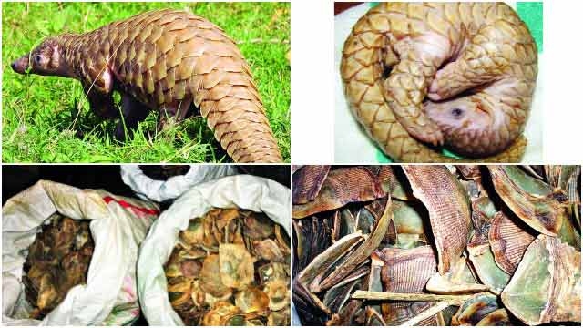 Pangolins granted a lifeline Pangolins granted a lifeline