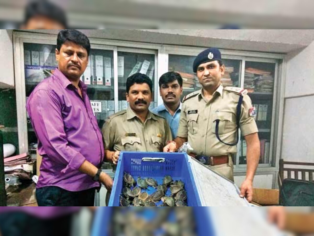 RPF seize 80 protected turtles at Dadar station