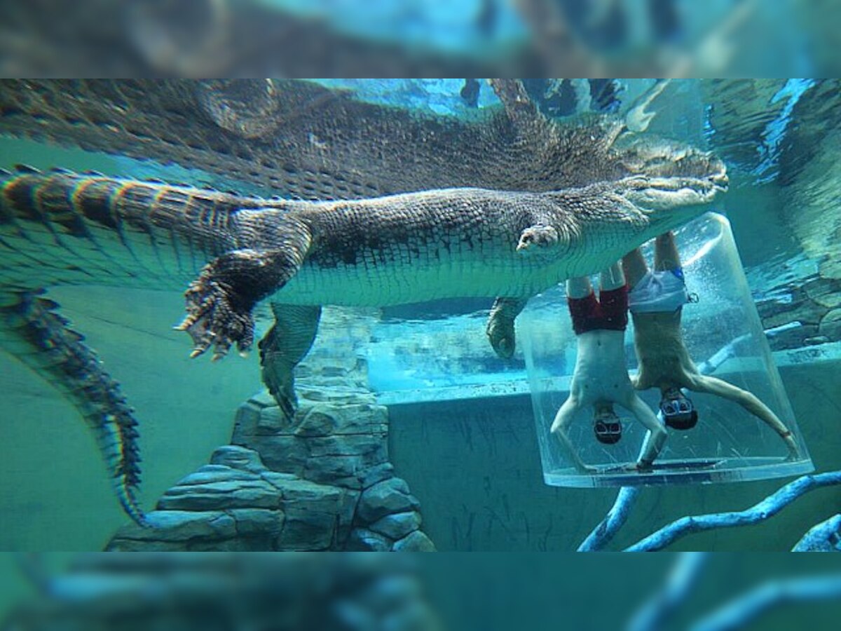 Watch: Can you survive in the 'Cage of Death' with crocodiles? 