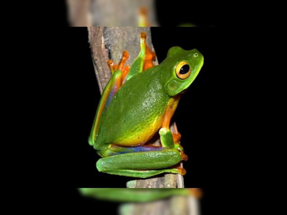 New colourful tree frog species discovered in Australia