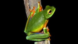 New colourful tree frog species discovered in Australia