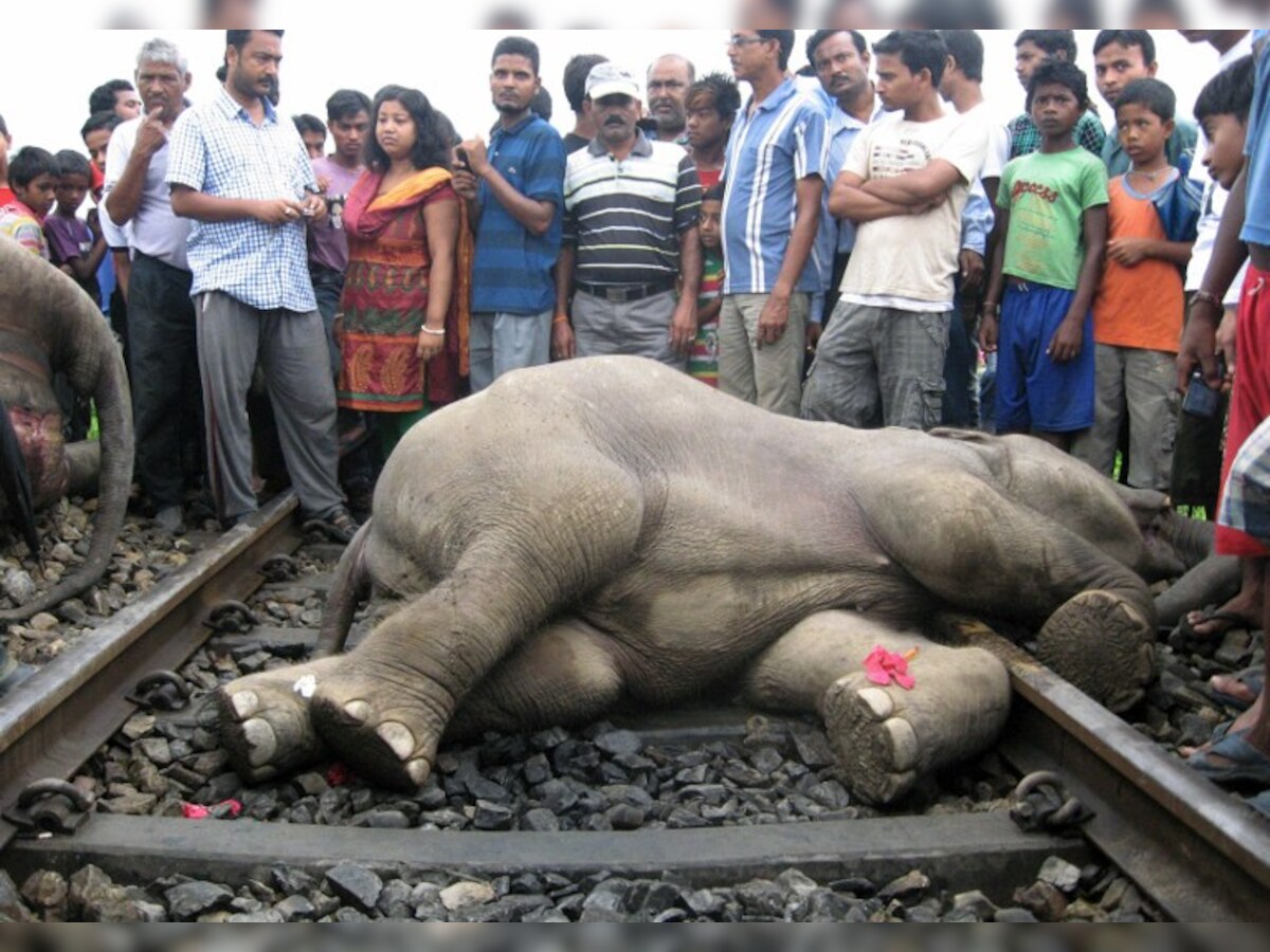 How 1,200 trains running through India’s protected areas pose grave danger to its sensitive wildlife