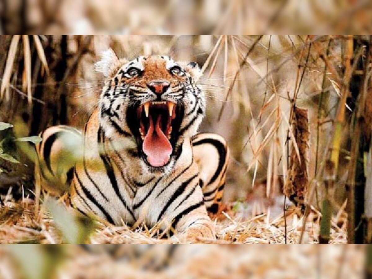 No tiger reserve status for 2 new wildlife sanctuaries in Maharashtra