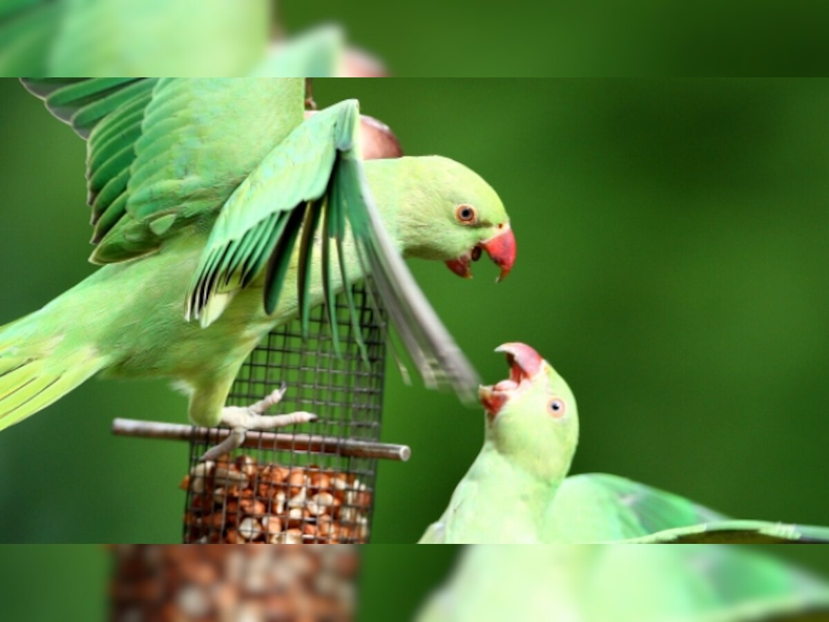 Siberia: First parrot fossil dating back 16 to 18 million years unearthed