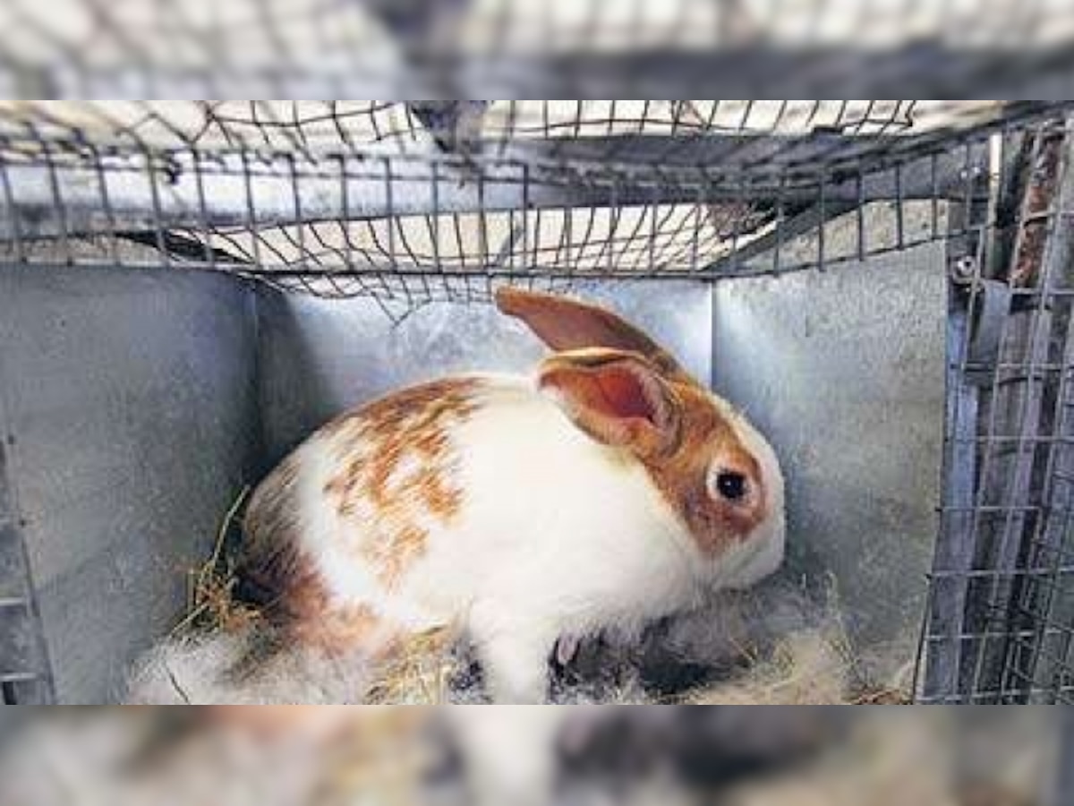 India to phase out 'Draize' irritation tests on rabbits