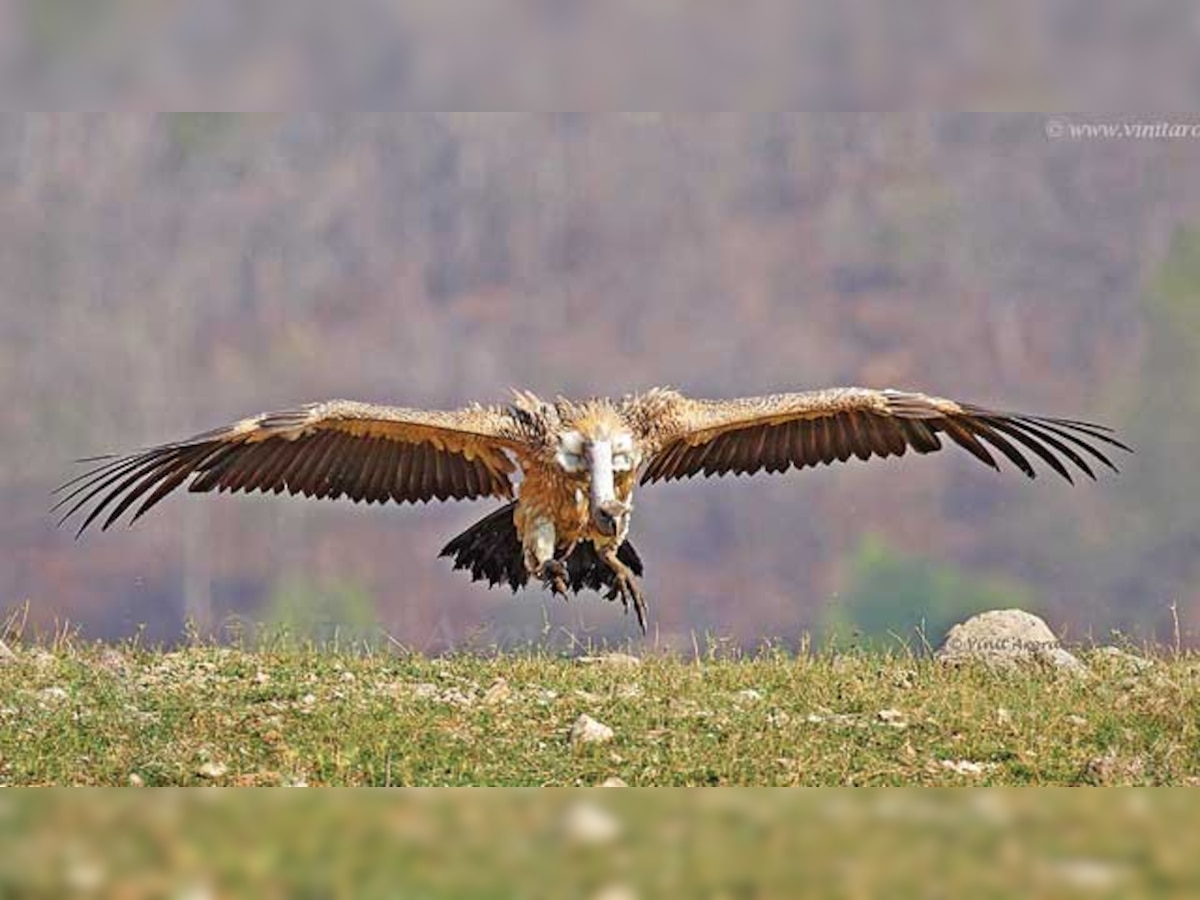 State to count, map out bird species