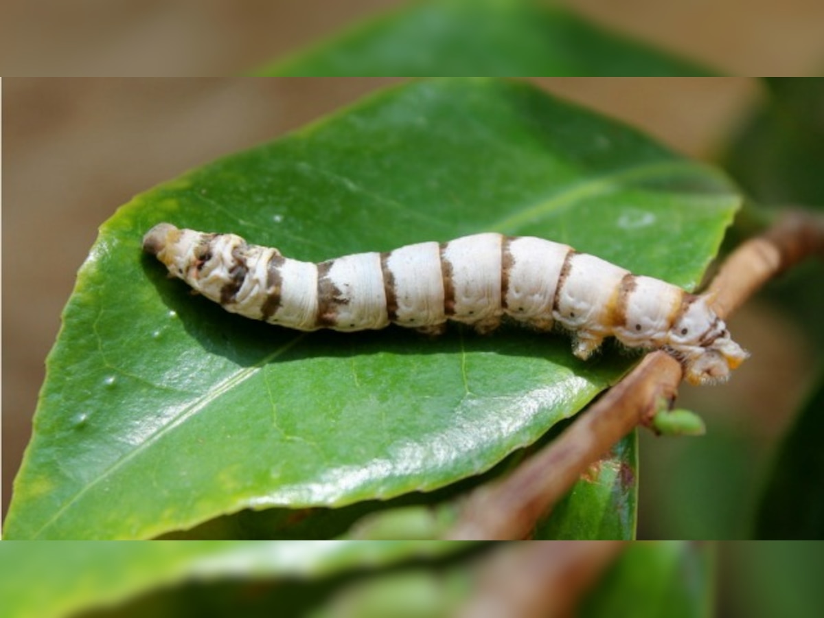 Graphene-fed silkworms produce super-strong, electrically conductive silk