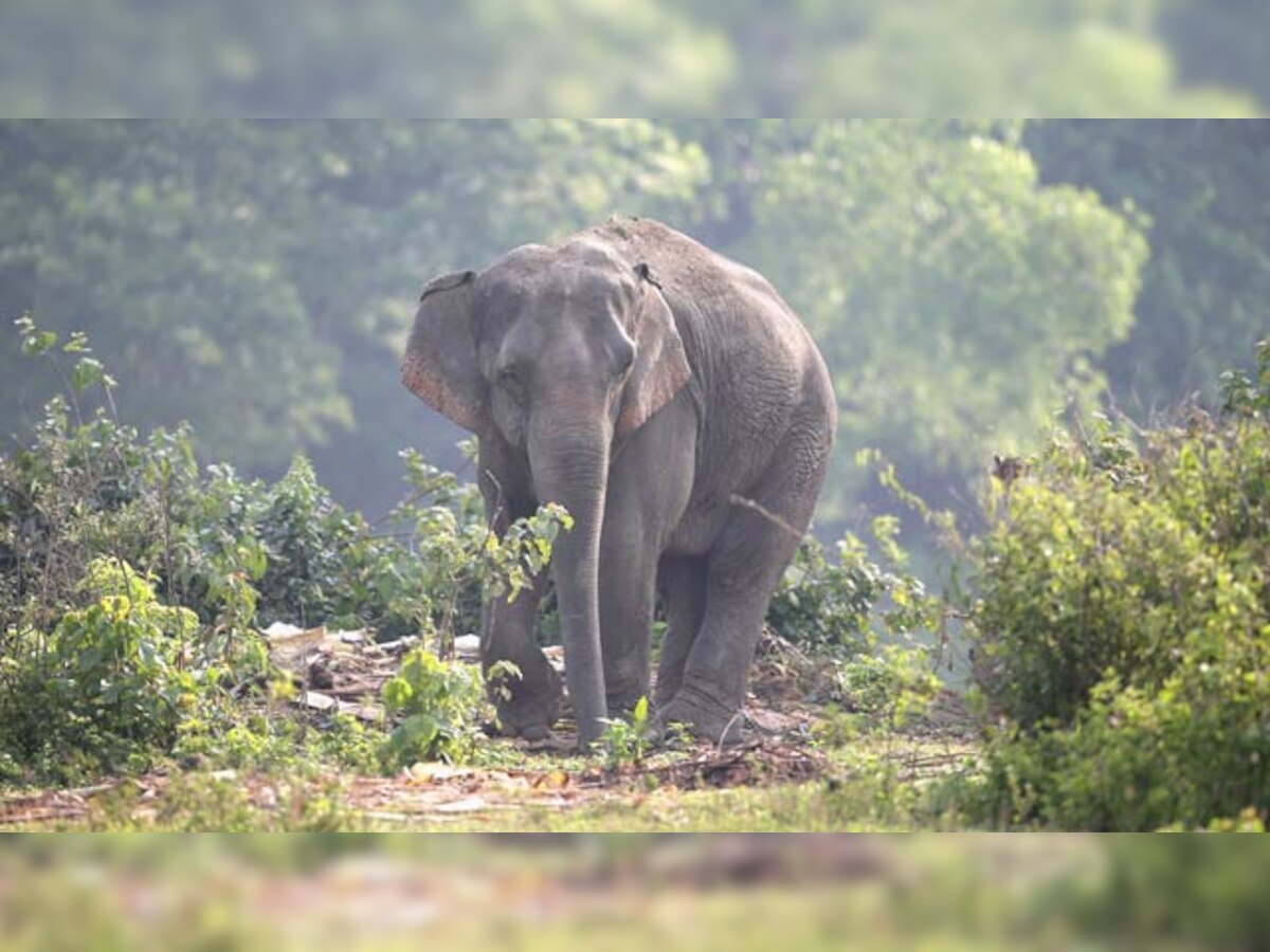 Kerala: Rights groups alleges elephant torture during Vaikom Mahadeva Temple's fest