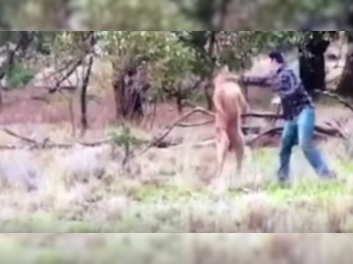 Man punches a kangaroo to save his pet dog