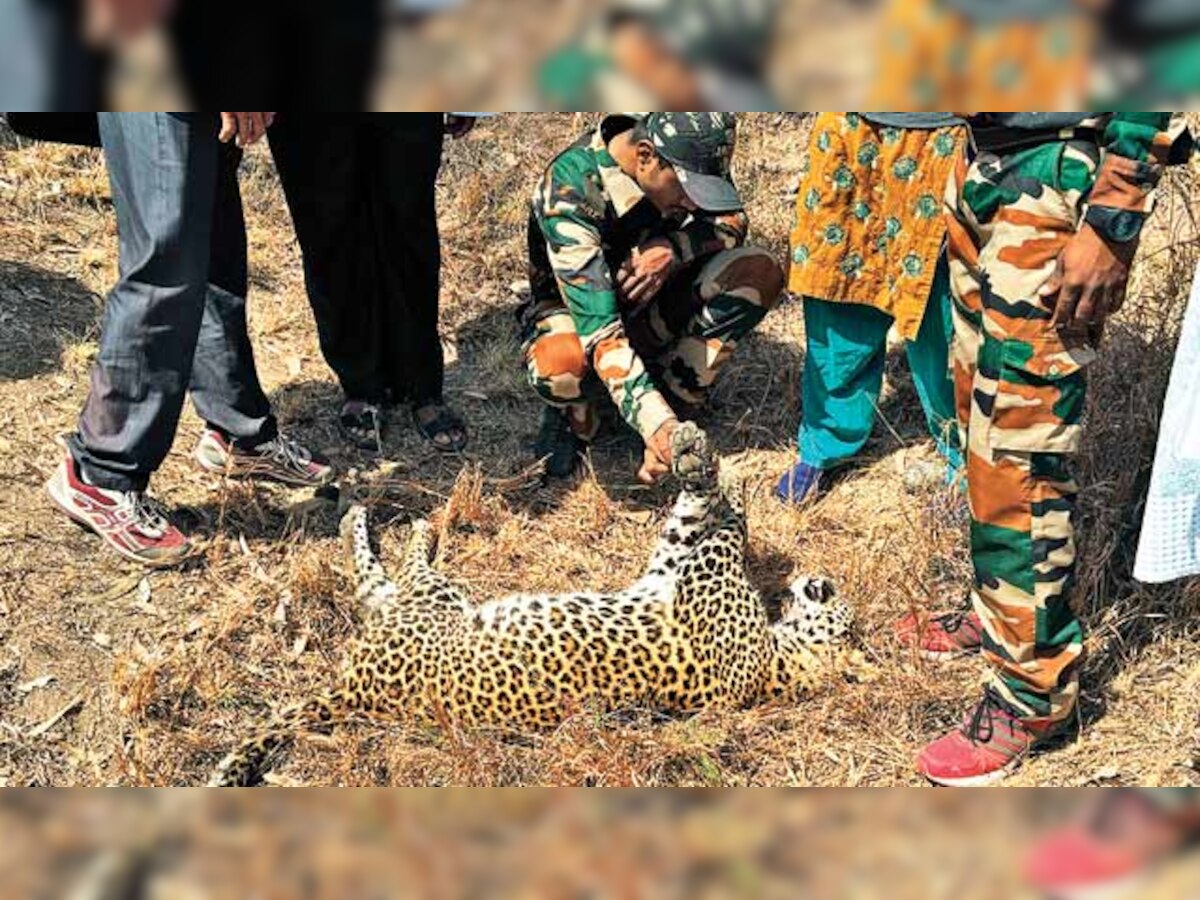 Ahmednagar sees deaths of 30 leopards in 9 months