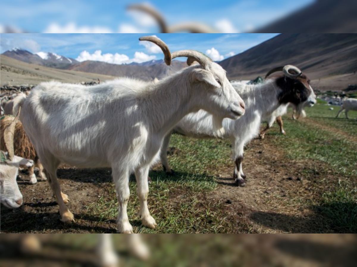 World's first cloned goat with cashmere wool born in China