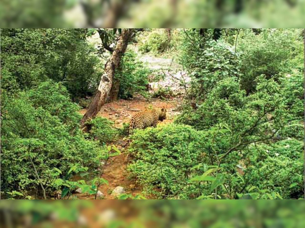 Forest Department finally releases leopard trapped in Aarey Colony