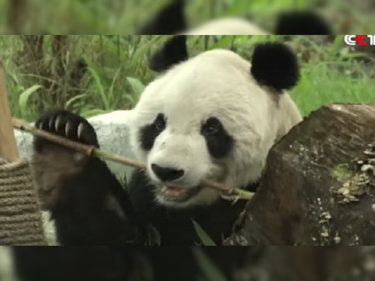 China: World's oldest panda dies at 31 