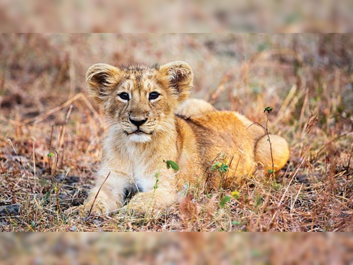 Can city save Silvassa safari's only lion cub?