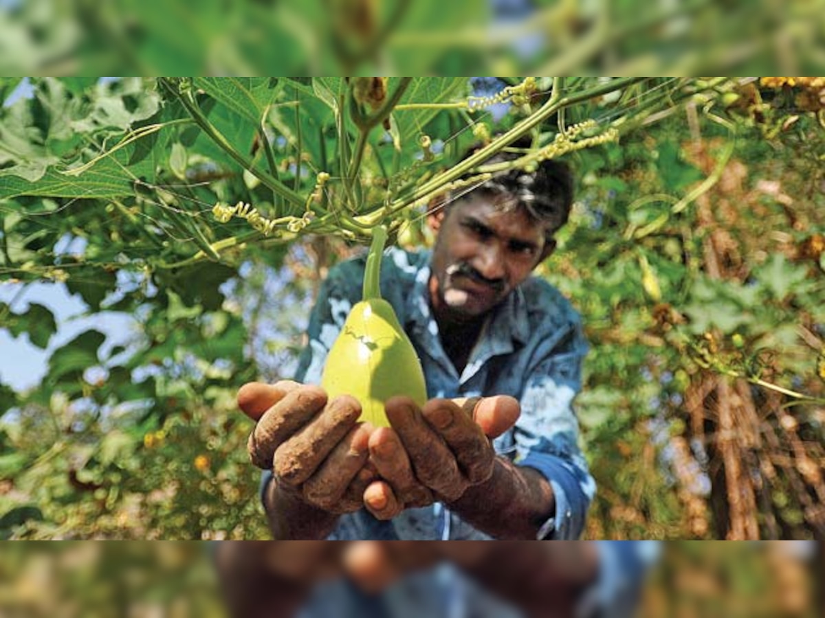 Maharashtra: Organic farming gives push to Palghar village farmers