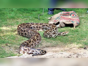 Now, a project to crush myths about pythons