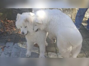 Love story of 2017: Dogs reunite after months of separation