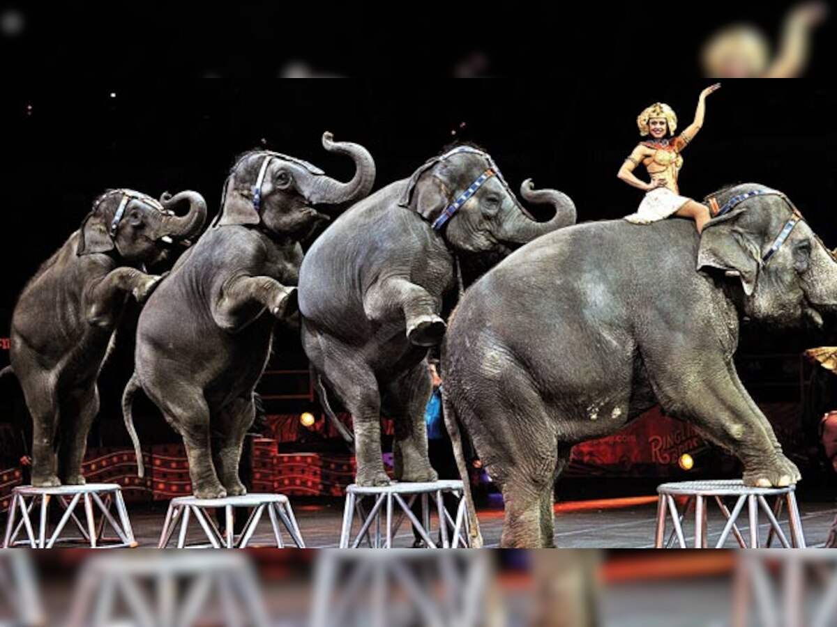 Ringling Bros closure; our circuses must take heed