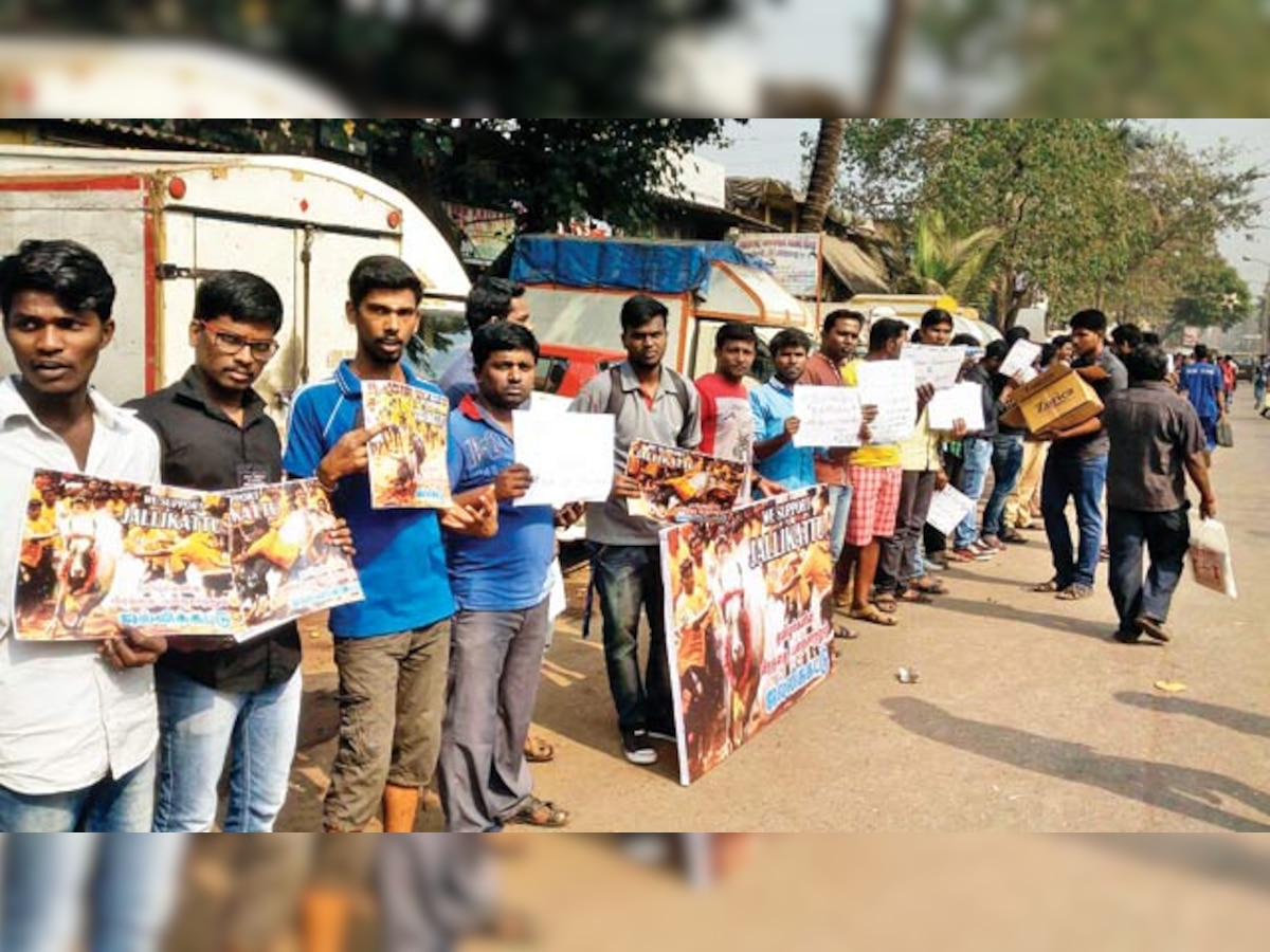 Mumbai’s Tamils form human chain to support Jallikattu