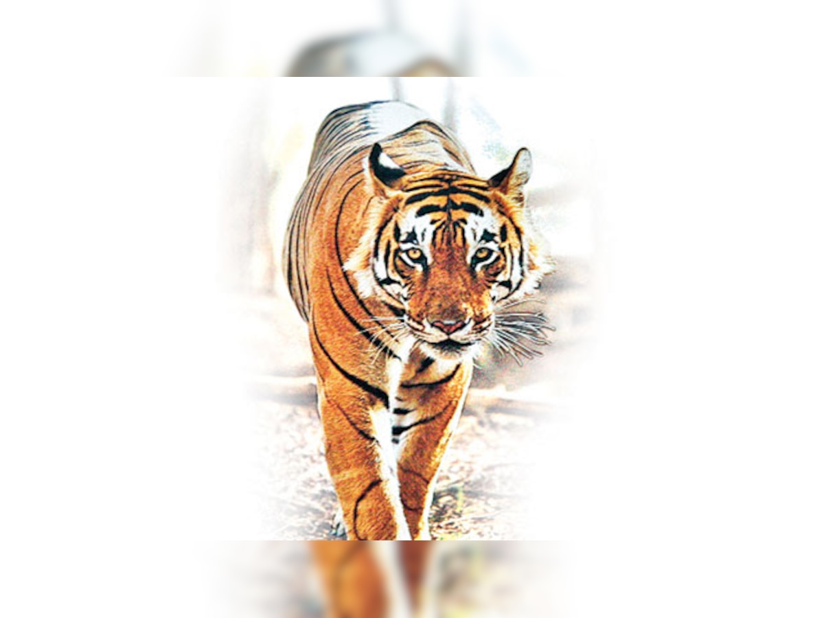 It’s a death knell for Panna Tiger Reserve