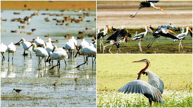 Nandur Madhmeshwar Bird Sanctuary Nashik, India | Best Time To Visit Nandur  Madhmeshwar Bird Sanctuary