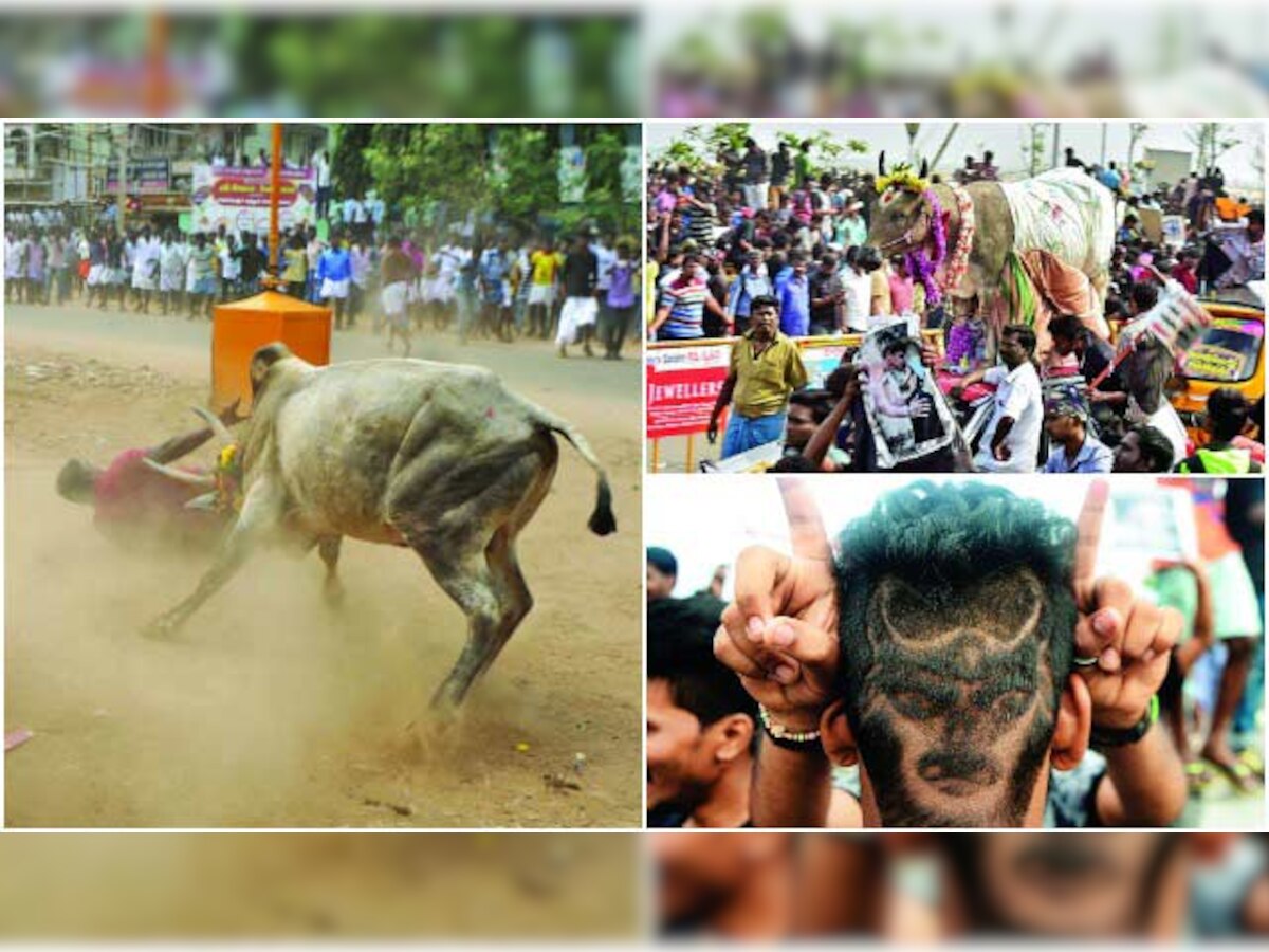 What is Jallikattu: Seizing the bull by its horns