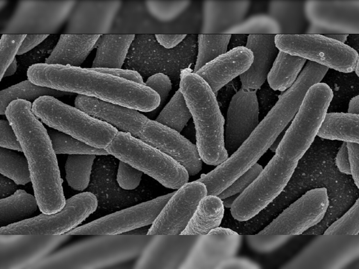 Scientists create first stable semisynthetic organism