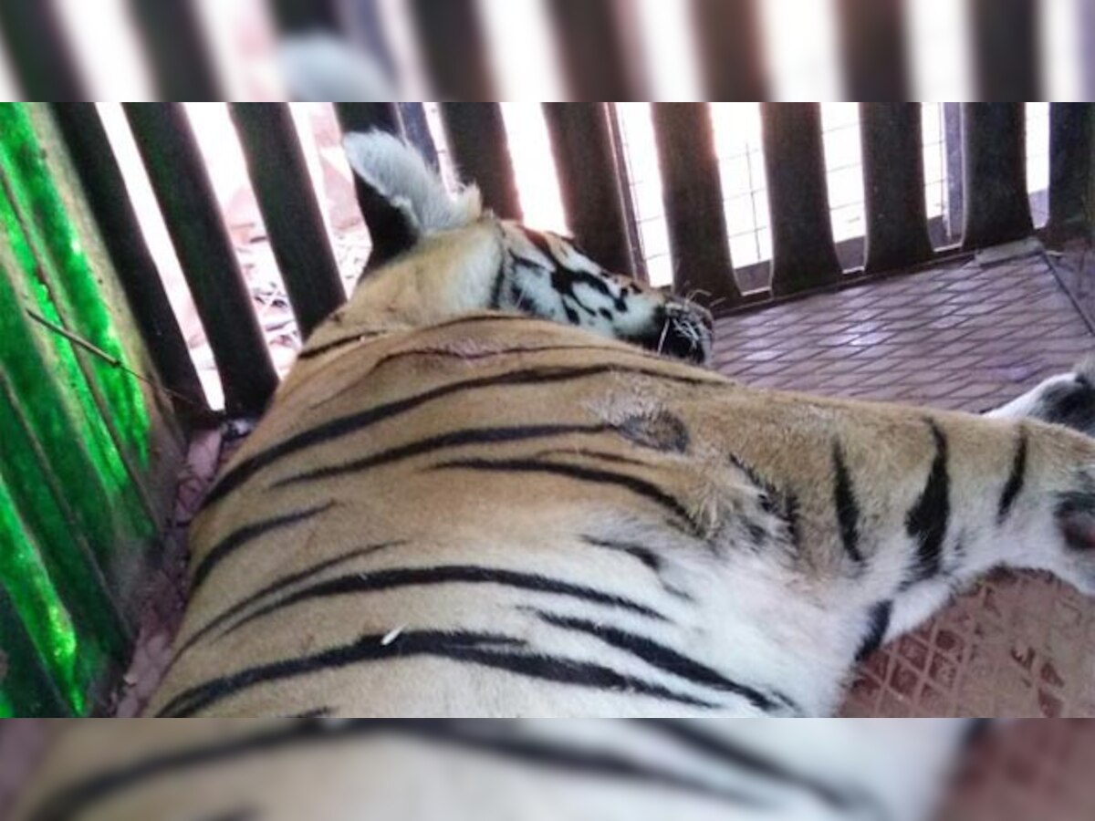 Tigress responsible for deaths of two people captured in Chandrapur