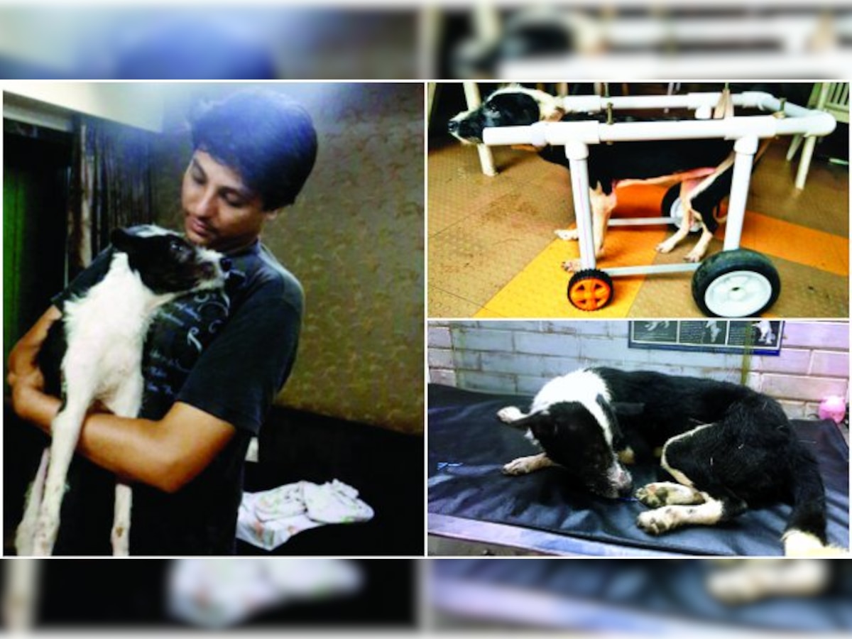 Mumbai man saves stray from the gallows and helps it walk again