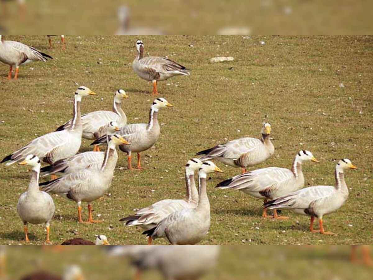 Najafgarh lake sees fall in migratory birds after dry winter