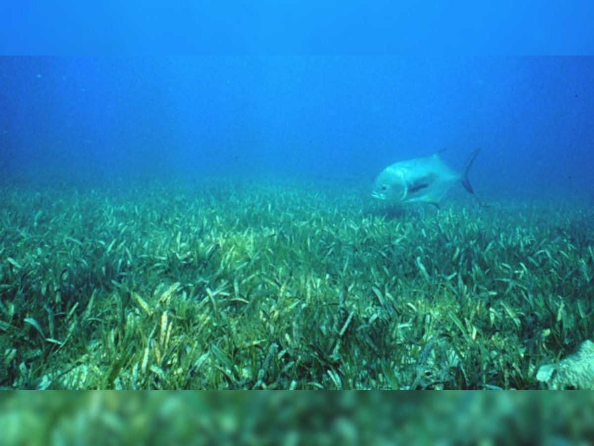 Seagrass can improve marine water quality: Study