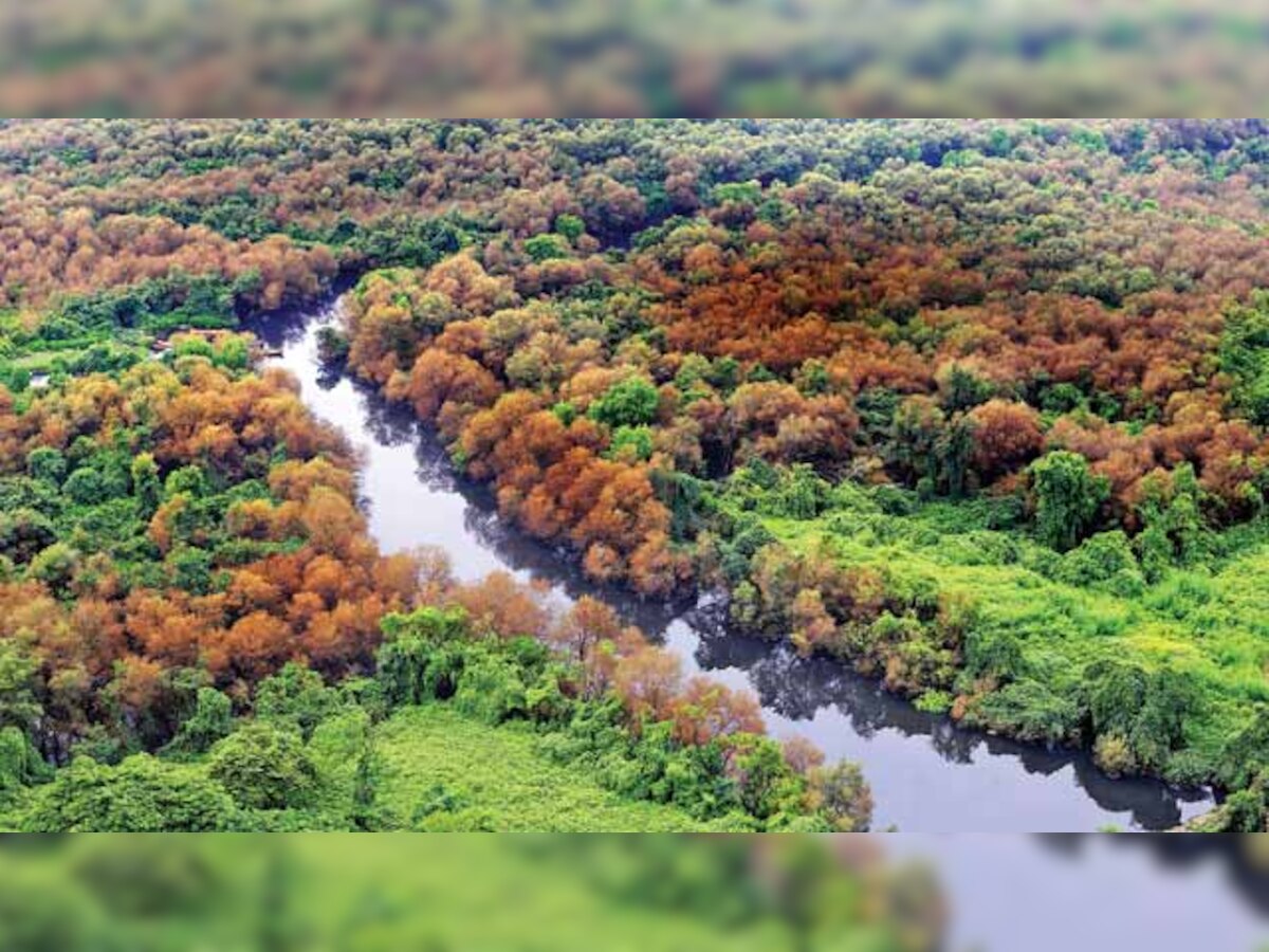 Soon, a study to gauge carbon sequestration potential of Maharashtra's mangroves