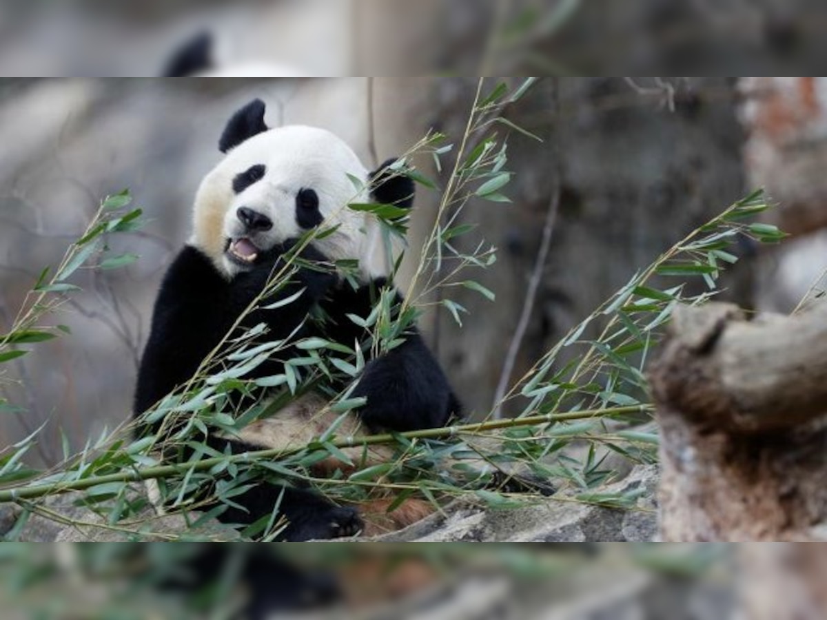 Bittersweet farewell: US-born giant panda Bao Bao gets special send-off 