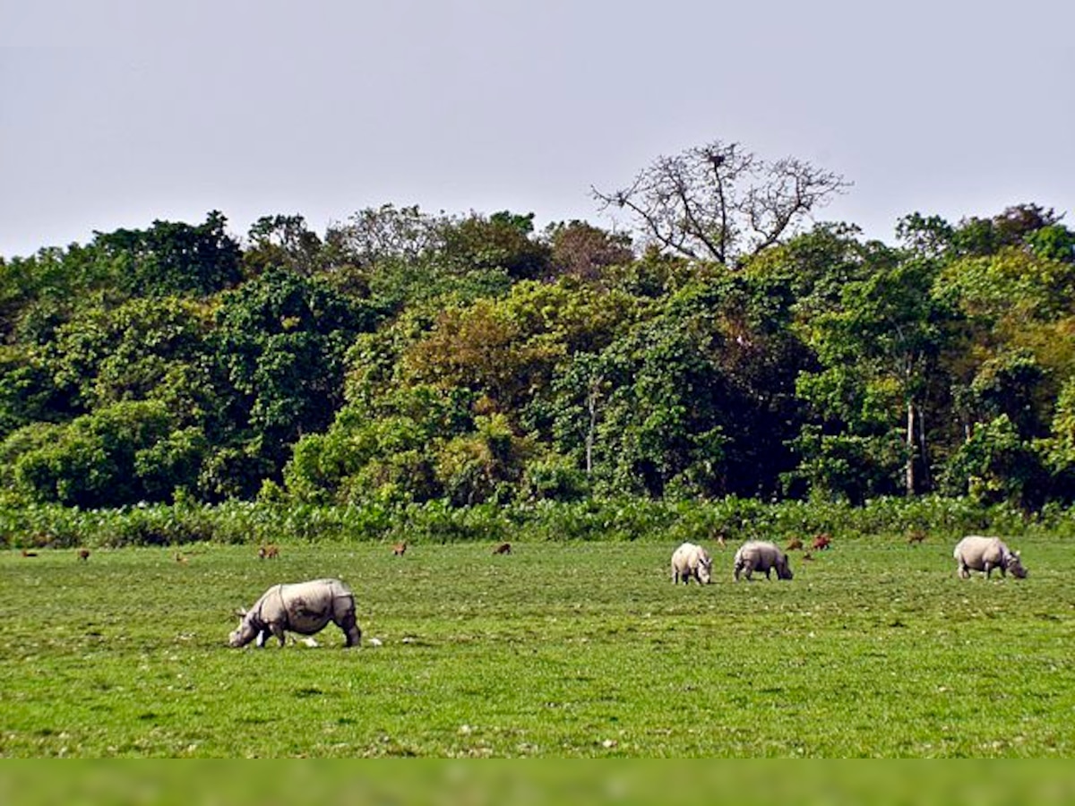 Kaziranga documentary row: NTCA bans BBC from filming in tiger reserves in India for 5 years