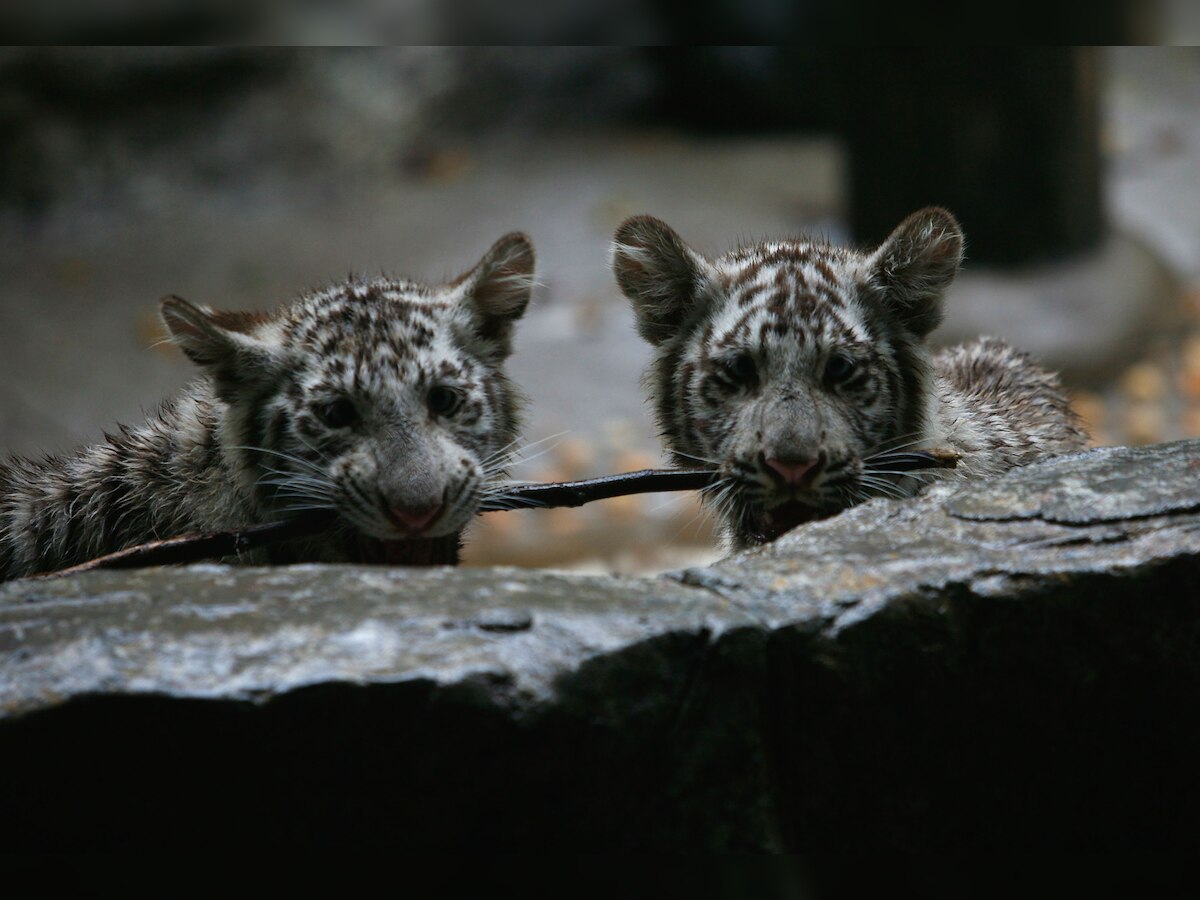 Patna zoo welcomes 4 white tiger cubs