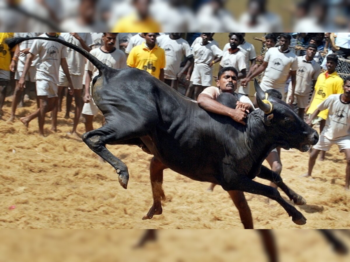 Jallikattu row: Private member bill on bull introduced in Rajya Sabha, withdrawn after govt assurance