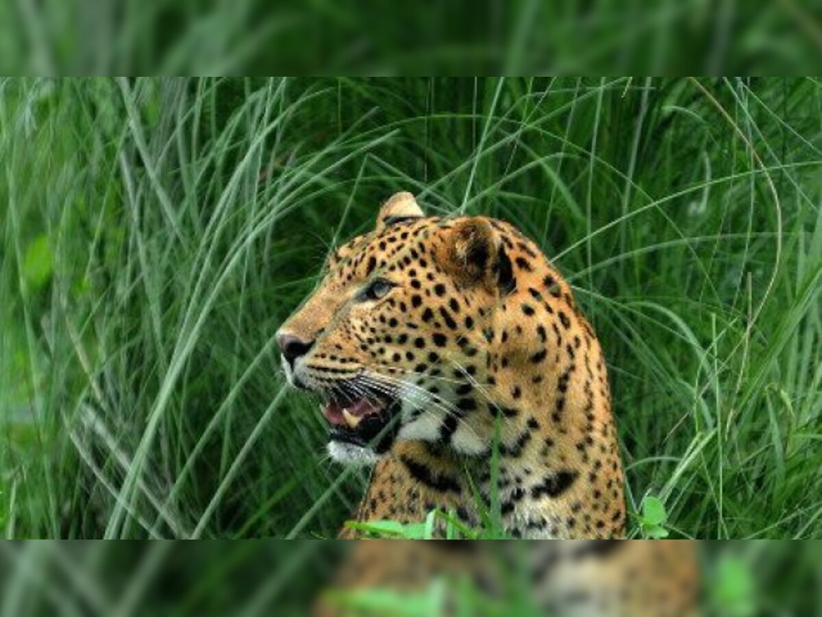 Aarey Colony beefs up security after leopard attacks three-year-old boy