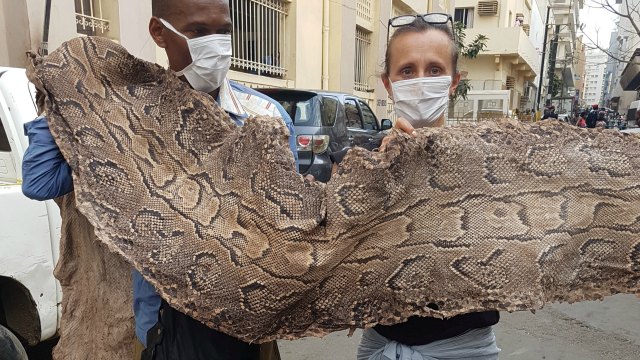 Indonesian found dead after being swallowed by python