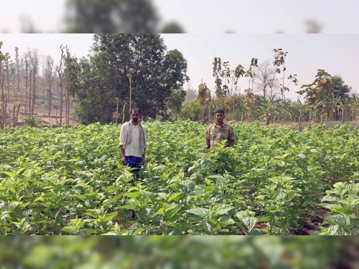 Maharashtra: How group-farming is preventing the migration to cities, one village at a time